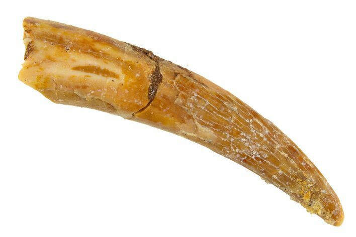 Curved Fossil Pterosaur (Siroccopteryx) Tooth - Morocco #329003